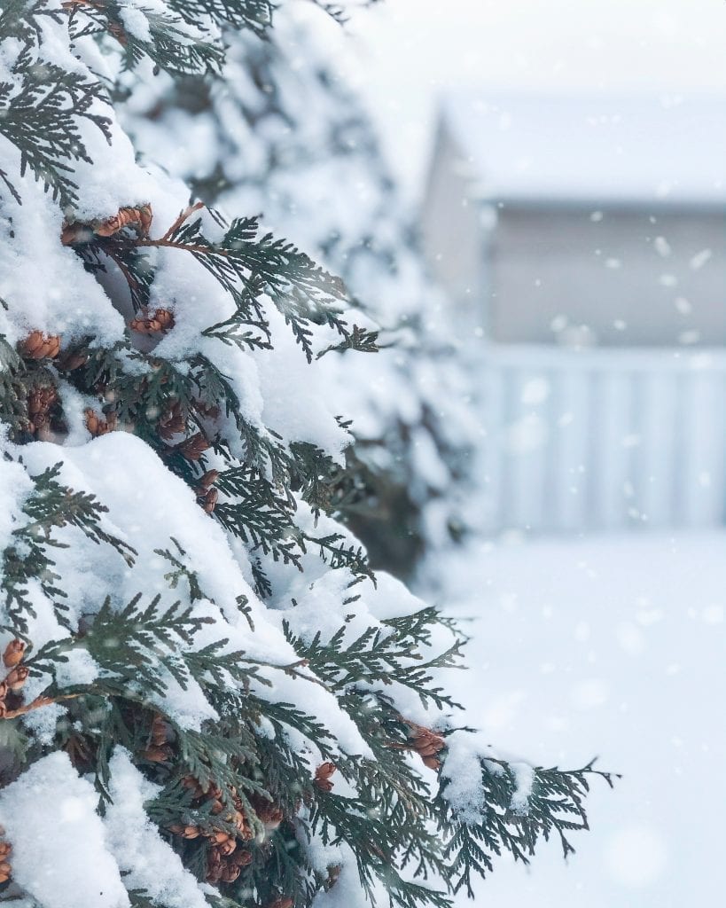 Prepare Your Trees for Winter