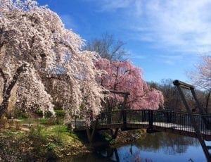 Maryland, Cherry Blossoms