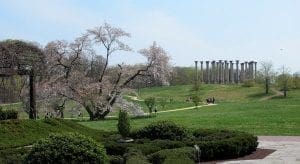 Washington DC, Cherry Blossoms