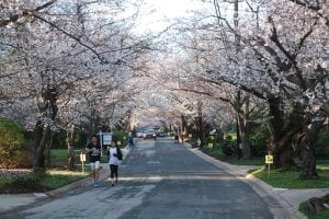 Kenwood Neighborhood Cherry Blossoms