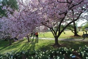 Virginia, Cherry Blossoms