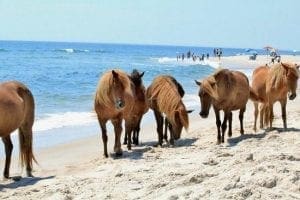 Assateague Island, Maryland