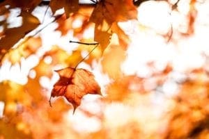 Fall Events in Alexandria VA